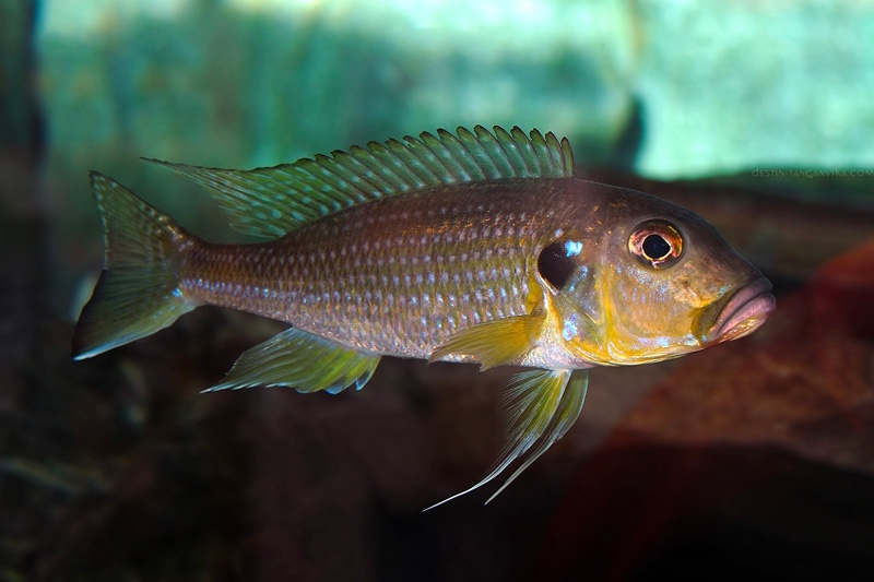 Greenwoodochromis abeelei
